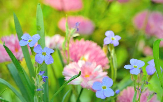 Background of Flowers Field, close up on flower