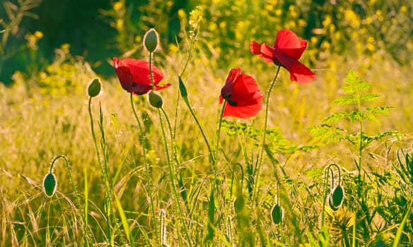 Red poppy flowers in the green field at sunset