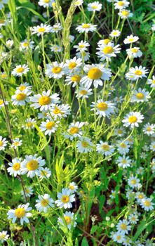 Field of white chamomile flowers