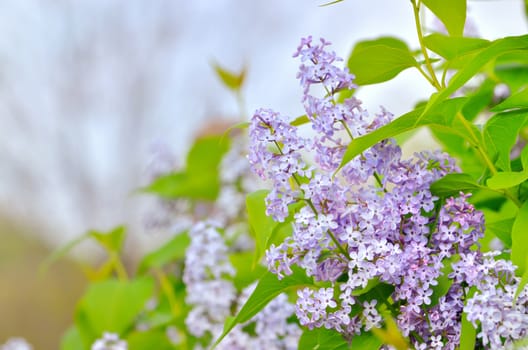 branch with spring lilac flowers on sky background