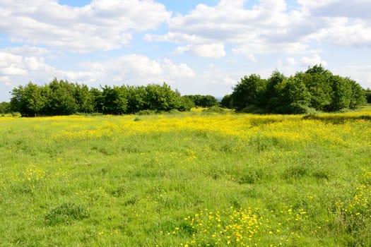 English meadow with buttercups