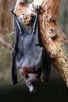 Flying fox bat hanging from a tree in the forest