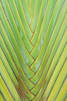 Abstract of banana body with green and yellow background color