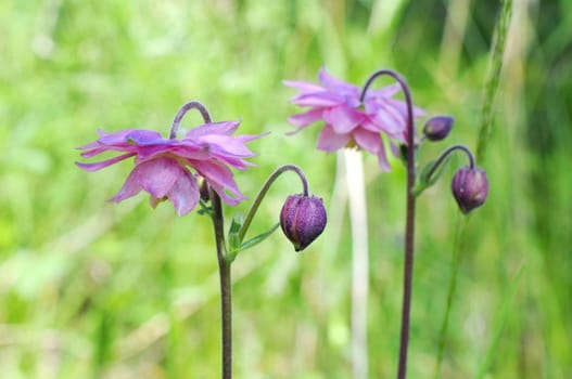 Delicate flowers of an akvilegiya in a garden