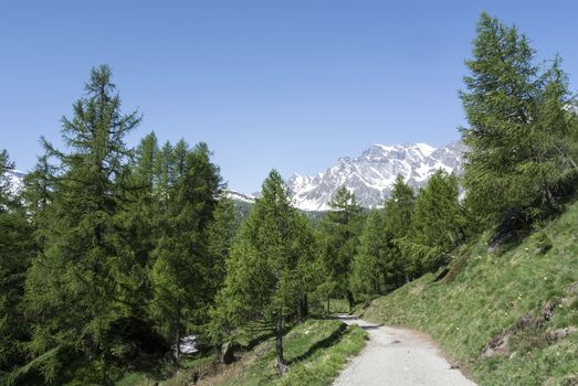 Devero Alp, mountain path through tre forest - Piedmont, Italy