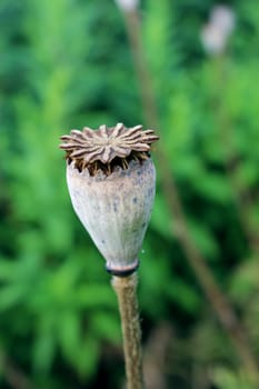 image of the green head of the poppy