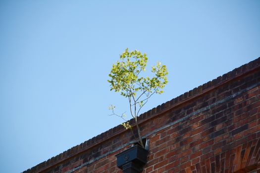 A sapling grows against the odds from a clogged gutter at the roofline of a building