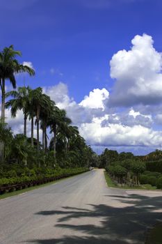 Palm Way in Garden. Pattaya Chon Buri.