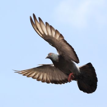 flying dove against beautiful sky