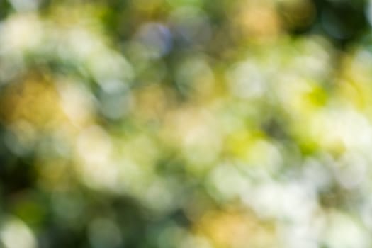 Blurred defocused natural background