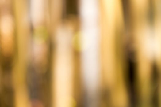 Blurred defocused natural background