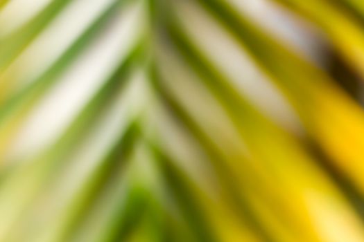 Blurred defocused natural background