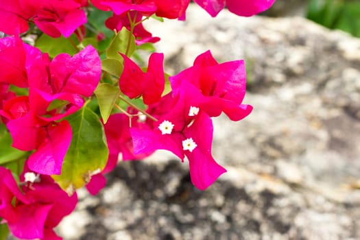 Pink flowers