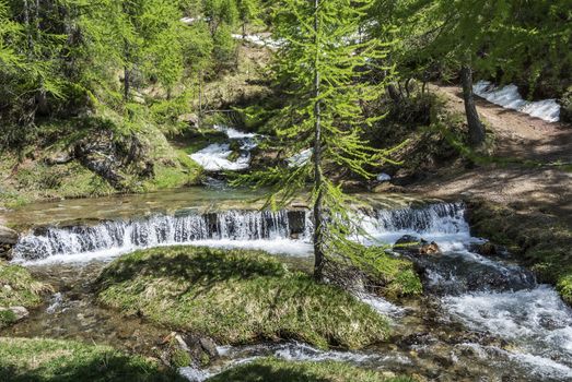 River and mountain path in the forest of Devero Alp, Piedmont - Italy