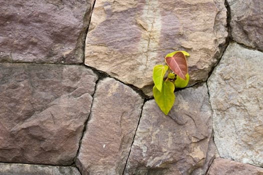 Green plant in the rocks wall