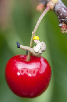 Cherry on a cherry tree branch with mountaineer