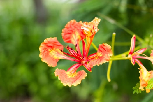 Spring flower close up