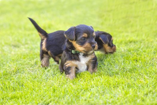 yorkshire silky terriers