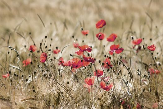 wild poppy flowers