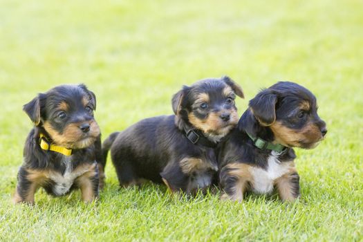 yorkshire silky terriers