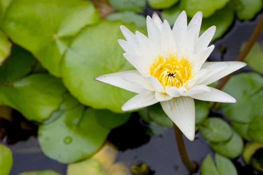 flower white lotus flower in the lake