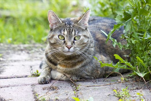 Cat resting in the garden