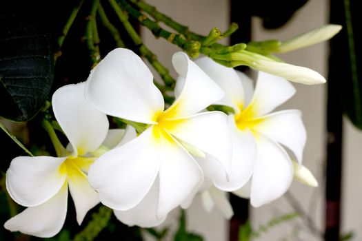 White frangipani flowers is blooming in the early morning