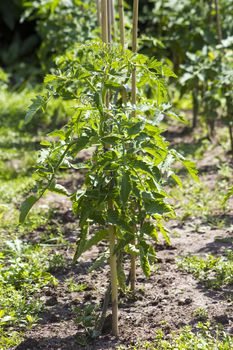 tomato plants in the garden