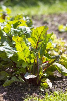 growing beetroot on the vegetable bed 