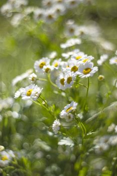 chamomile flowers