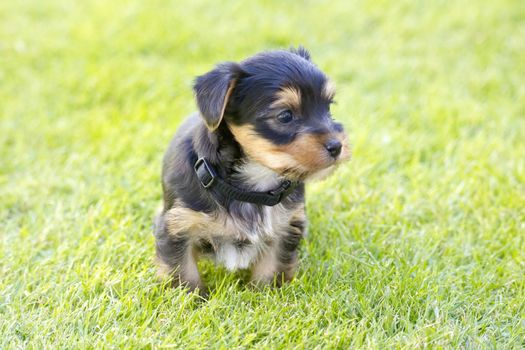 yorkshire silky terrier