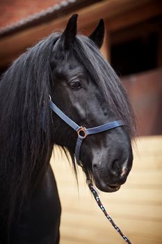 Black stallion. Portrait of a black horse. Thoroughbred horse. Beautiful horse.