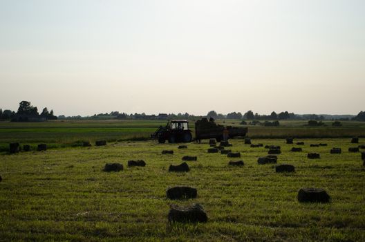 Group of farm workers carry load dried hay straw bales to tractor trailer before rain.