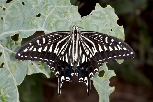 Swallowtail butterfly (lat. Papilio xuthus) on a cabbage leaf