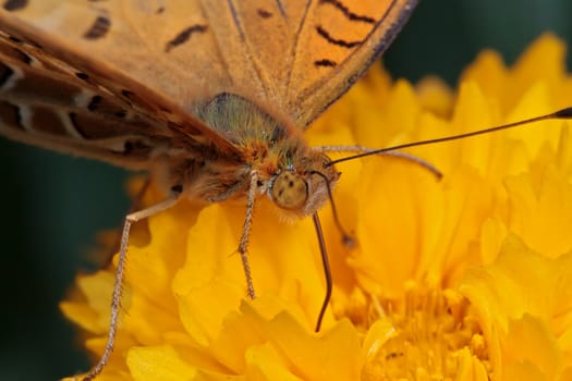 Macro photo of a butterfly (Polygonia c-aureum) on a yellow flower