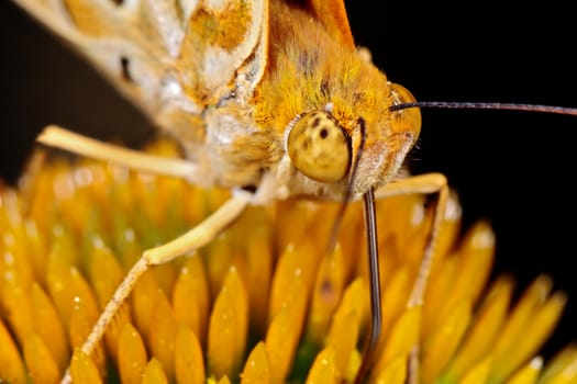 Closeup of a butterfly on a yellow flower