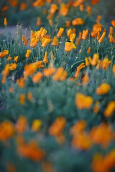 california poppy flower field at antelope valley poppy reserve