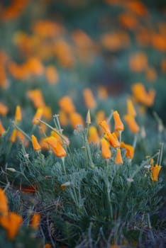 california poppies at antelope valley poppy reserve