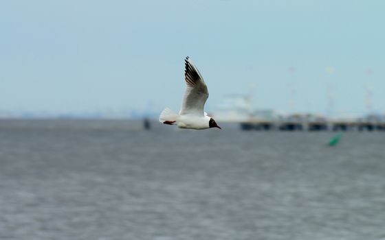 Seagull in Flight on Sky, Sea and Port background
