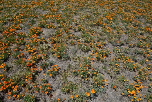california poppies at antelope valley poppy reserve