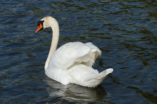 One mute swan (cygnus olor) floating quietly on blue water with open wings