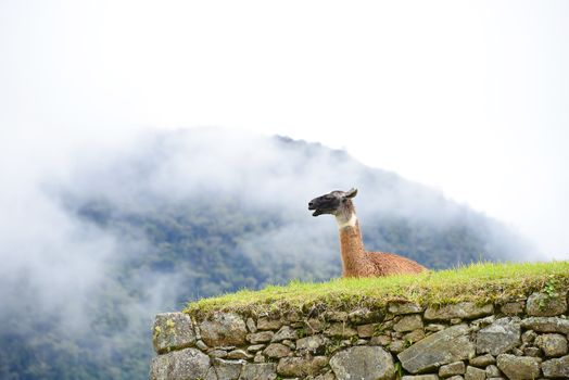 llama at peru inca ruins