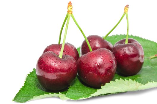 Big ripe cherry juicy sweet beries wet with water drops fruits arranged on fresh green leaves isolated on white