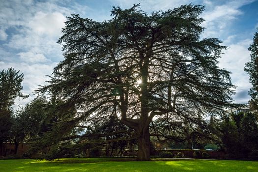 biggest cedar in the world in Weinheim, Germany, castle garden