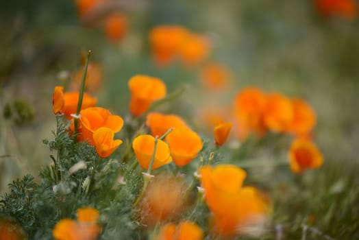 california poppies at antelope valley poppy reserve