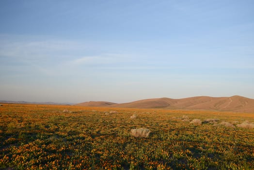 california poppy flower field at antelope valley poppy reserve