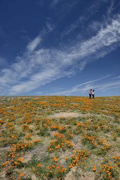 california poppies at antelope valley poppy reserve