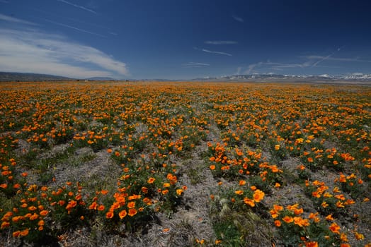 california poppy flower field at antelope valley poppy reserve