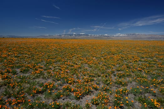 california poppies at antelope valley poppy reserve