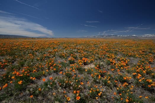 california poppy flower field at antelope valley poppy reserve